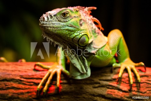 Picture of Green Iguana